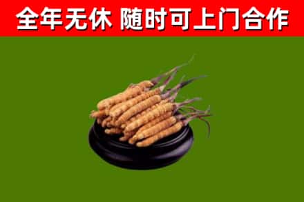 七星烟酒回收冬虫夏草.jpg